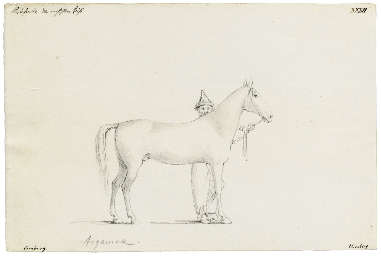 Argamak und kasachischer Reiter