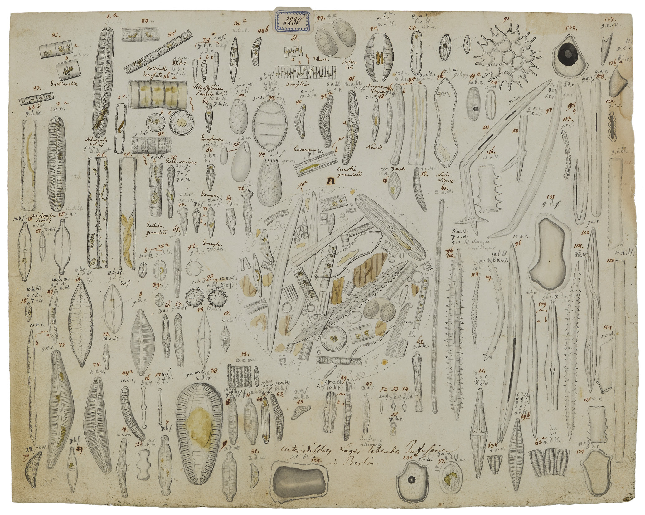 Infusorien in Berlin