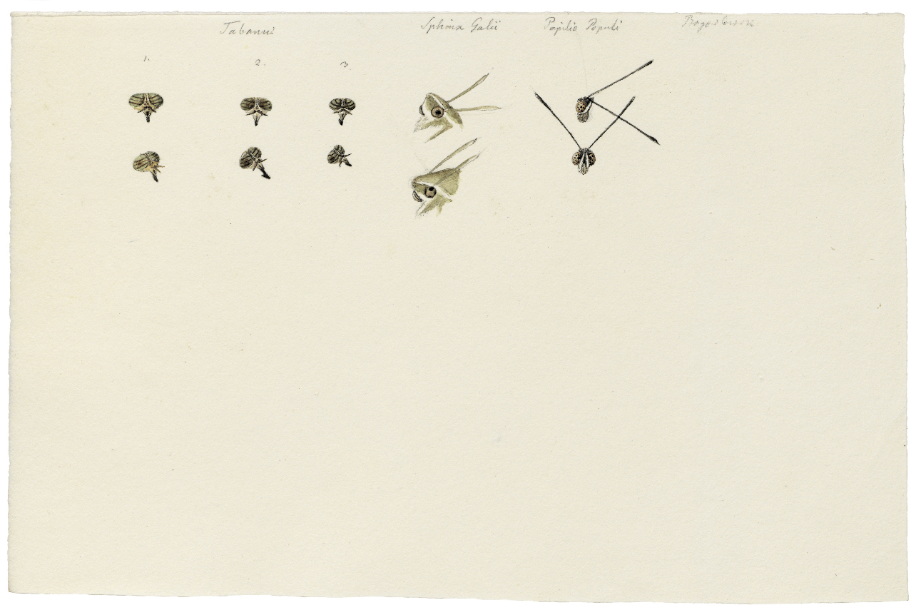 Augen von Bremse, Labkrautschwärmer und des Schmetterlings Großer Eisvogel